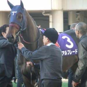 朝日杯　パドック２