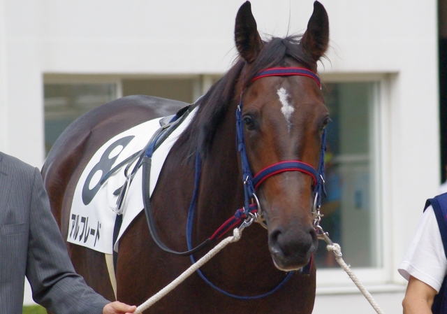 新馬戦パドック アルフレード