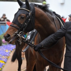 中山競馬場　山吹賞のパドック（２勝目）