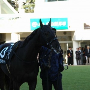 12月7日　中山11R　ターコイズステークス