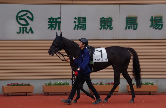 131027新潟5Rパドック ウイングドウィール