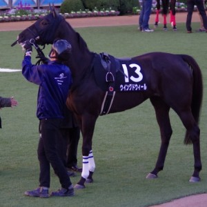 131221中山冬至特別パドック