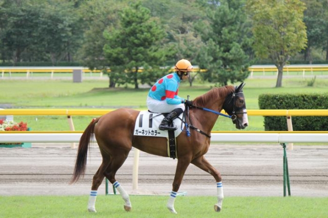 新馬戦 本馬場入場時 　 ガーネットカラー