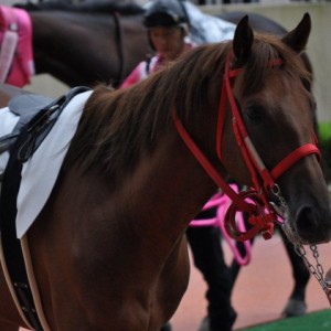 2011/9/4　小倉　新馬戦パドック