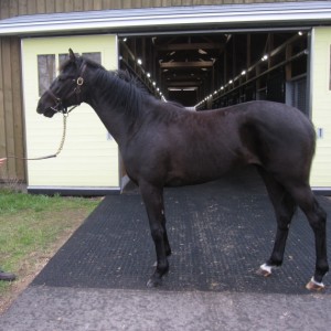 社台ファームにて1