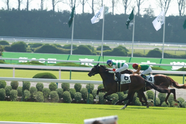 京都未勝利1600（芝）ゴール前 グラーネ