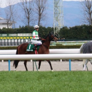 シンザン記念本馬場入場