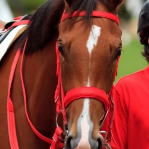 新馬戦/パドック1