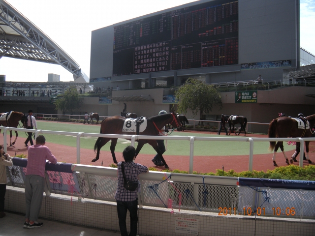 未勝利戦パドック（阪神競馬場） パンツァーリート