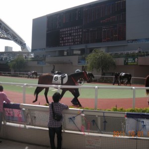 未勝利戦パドック（阪神競馬場）