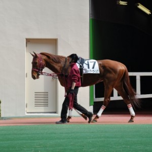 サラ系４歳上５００万下（3/3小倉8R）芝1200パドック