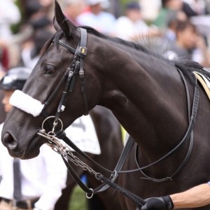 2011年9月25日 中山5R 芝1600 新馬戦