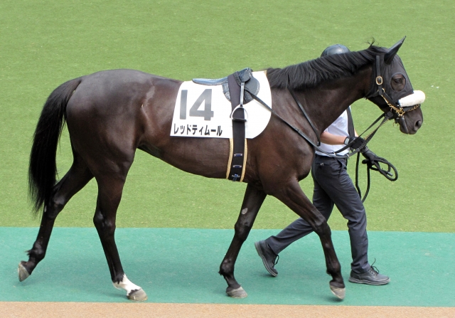 パドック レッドティムール