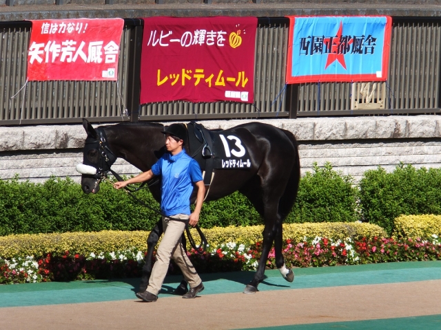 １０月１３日東京９Ｒパドック レッドティムール