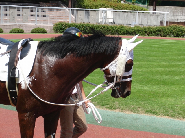 8月26日 新潟3R 3歳未勝利戦パドック シルクフュージョン