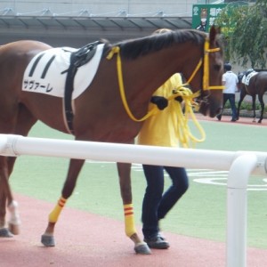 9月25日　メイクデビュー阪神４R　芝1200　川田将雅騎手