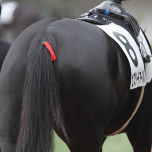 新馬戦パドック0001