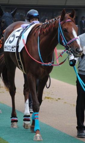 11/5 東京芝1600m 牝限定 新馬戦 パドック チャペルプリンセス