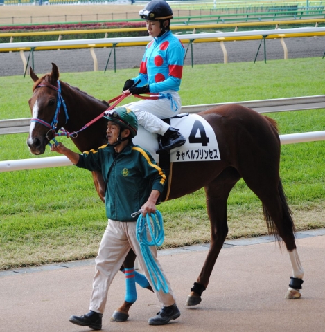 11/20 東京2R 未勝利戦(1600m芝) 馬場入場 チャペルプリンセス