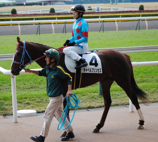 11/20 東京2R 未勝利戦(1600m芝) 馬場入場 チャペルプリンセス