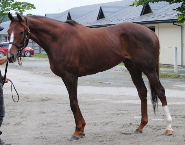 ノーザンファーム天栄にて チャペルプリンセス