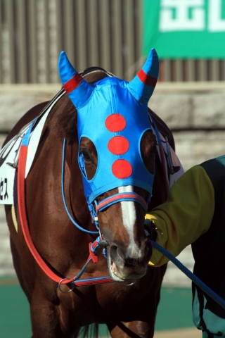 府中3歳以上500万以下パドック チャペルプリンセス