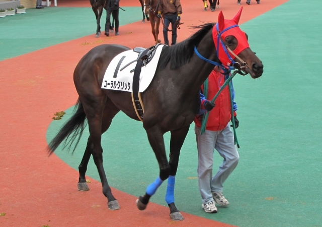パドック コーラルグリッタ