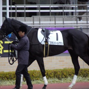 平成25年12月15日中京9Rパドック1