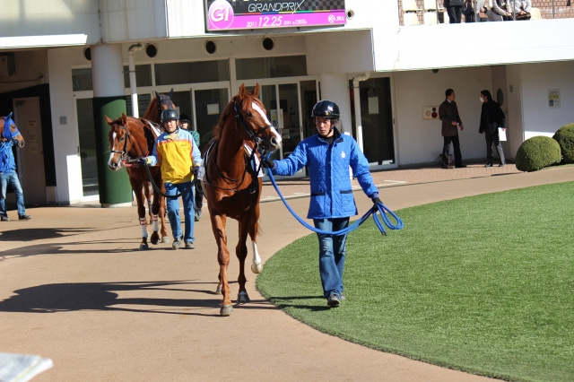 12/25 メイクデビュー中山 パドック ガニオン