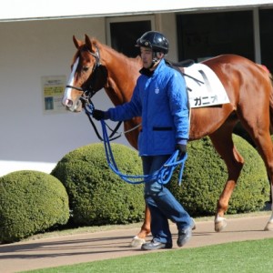 12/25 メイクデビュー中山 パドック