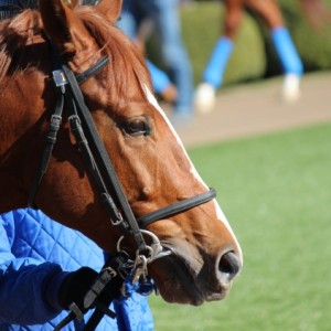 12/25 メイクデビュー中山 パドック