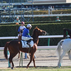 12/25 メイクデビュー中山 本馬場入場