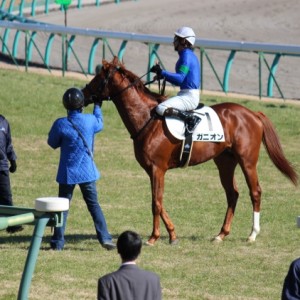 12/25 メイクデビュー中山 蛯名Jと二ノ宮調教師