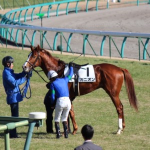 12/25 メイクデビュー中山 レース後
