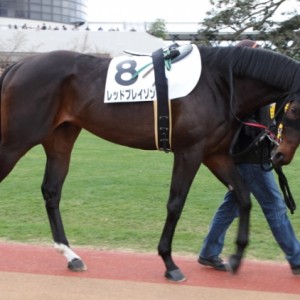 未勝利戦パドック（2012/1/8）