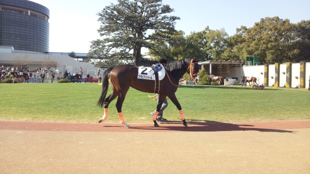 新馬戦パドック アラビアンパール
