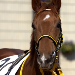 新馬戦　パドック