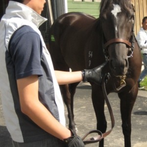 募集馬見学ツアー　休養馬展示