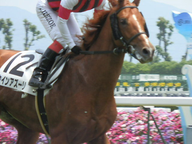 未勝利７着 ウインアズーリ