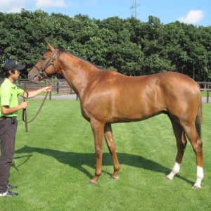ノーザンファーム空港_牧場見学①
