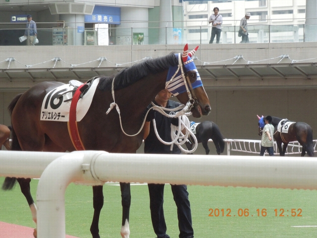 ６／１６　阪神競馬場　パドック アリエルシチー