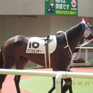 ９／２３（日）阪神６Ｒ　３歳５００万下出走時