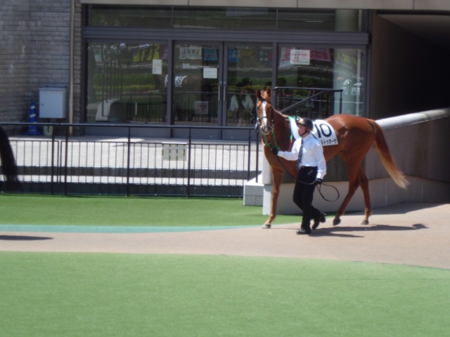 5.13新馬戦ﾊﾟﾄﾞｯｸ初登場 ヴィルトゥオーサ