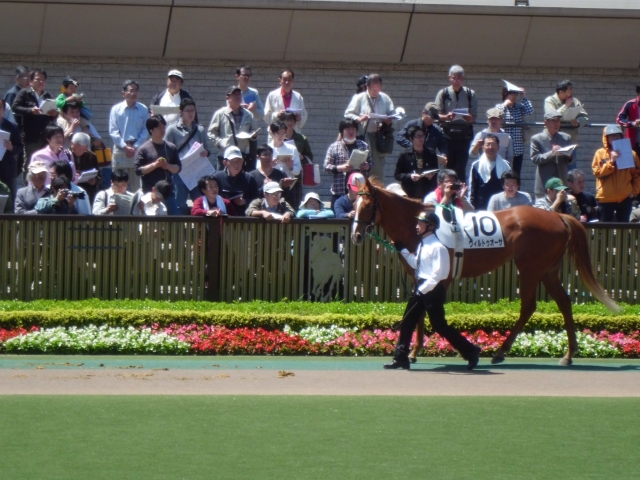 5.13新馬戦ﾊﾟﾄﾞｯｸ周回中 ヴィルトゥオーサ