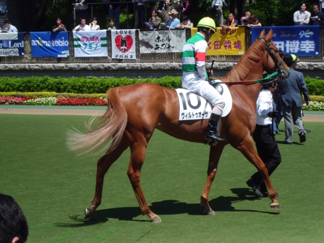 5.13新馬戦ﾊﾟﾄﾞｯｸ騎手を乗せて ヴィルトゥオーサ