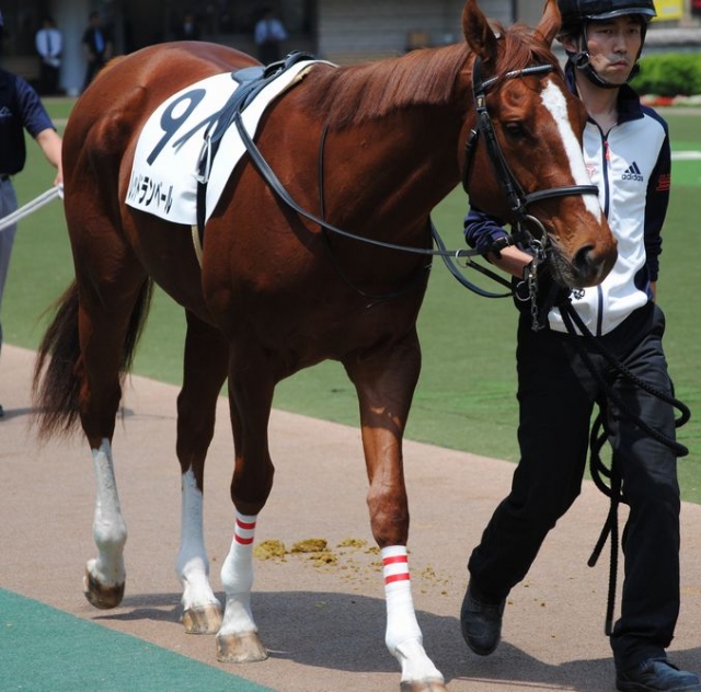 5/20  東京ダ1400　三歳未勝利　初出走　パドック レッドランベール