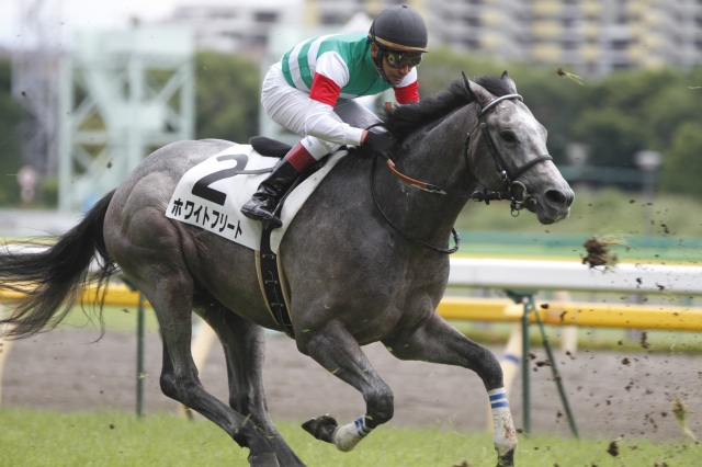 新馬戦0008 ホワイトフリート