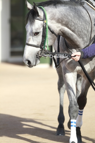 500万下0004 ホワイトフリート