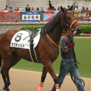 新馬戦パドック