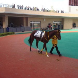 2013.2.3  6R メイクデビュー中京